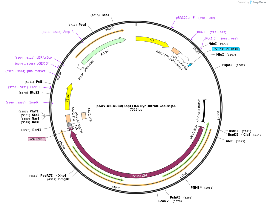 233038-plasmid-map-sequence-id-463774