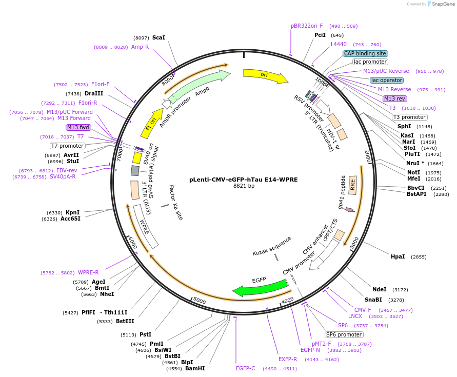 233042-plasmid-map-sequence-id-463775