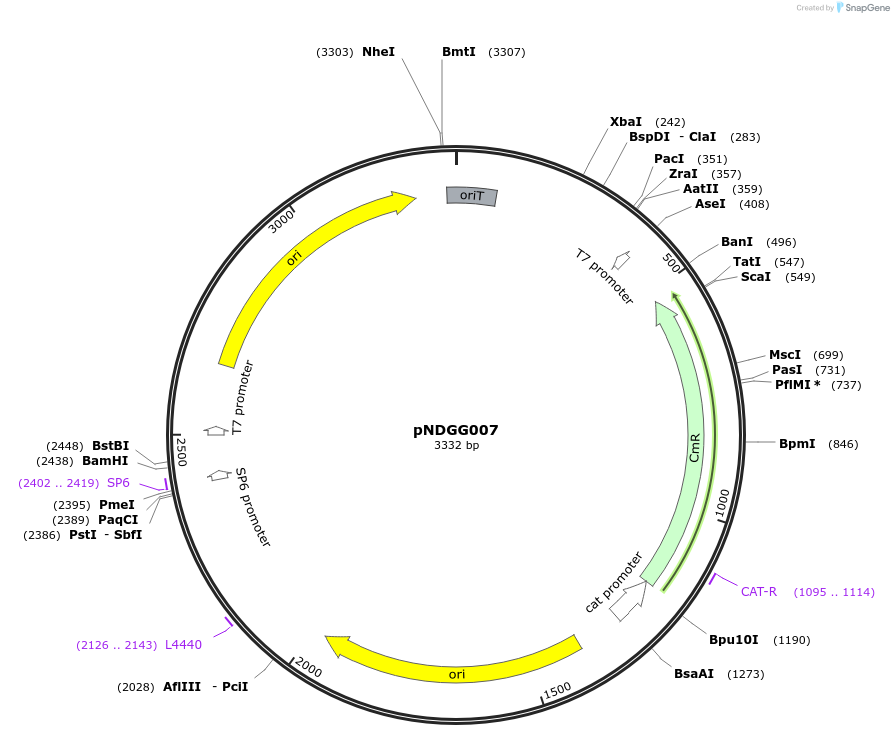 231311-plasmid-map-sequence-id-463780