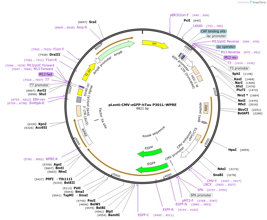 233043-plasmid-map-sequence-id-463782