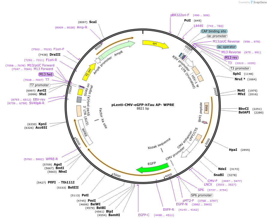 233044-plasmid-map-sequence-id-463783