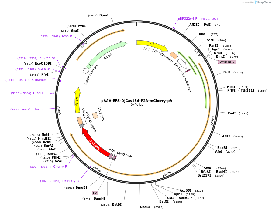 233027-plasmid-map-sequence-id-463789