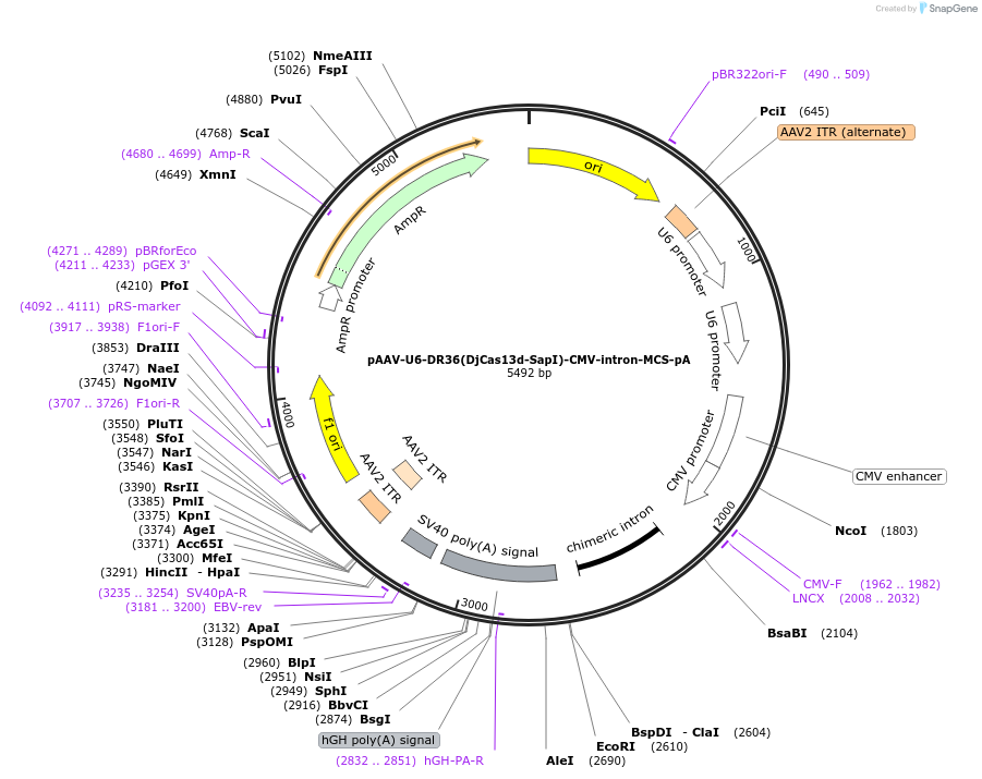 233031-plasmid-map-sequence-id-463793
