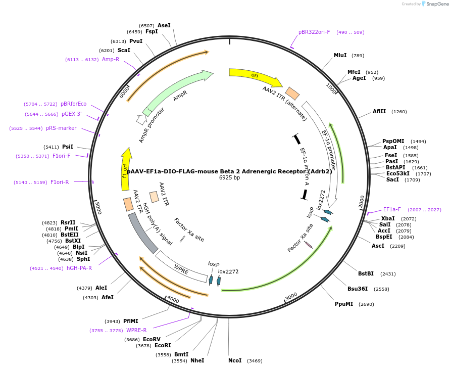 233041-plasmid-map-sequence-id-463794