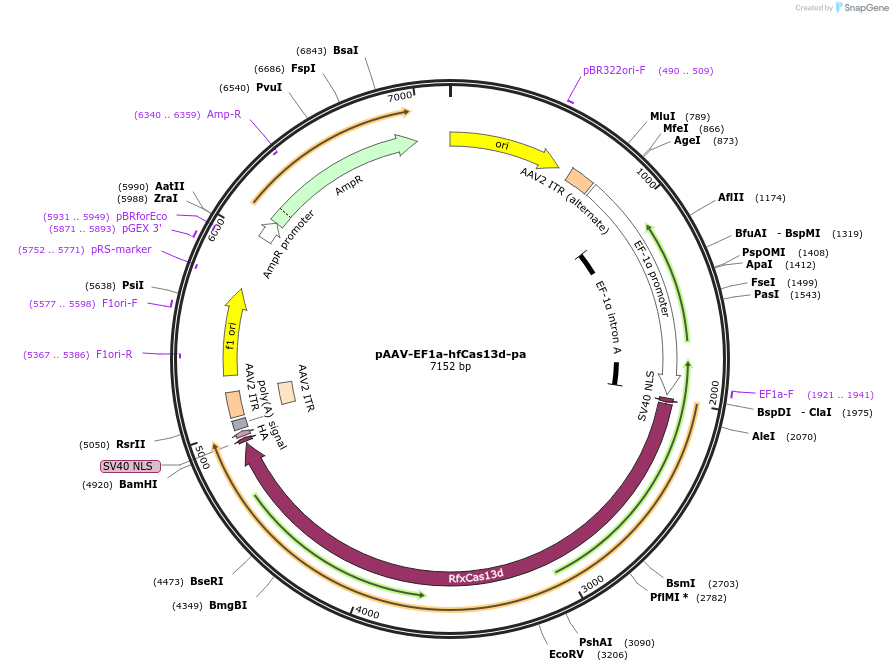 233037-plasmid-map-sequence-id-463798