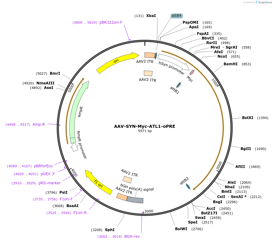 233471-plasmid-map-sequence-id-463802