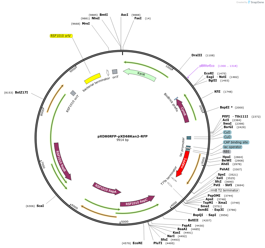 225329-plasmid-map-sequence-id-463805