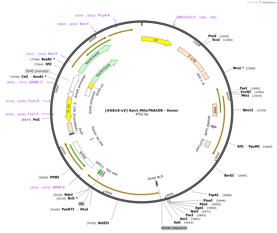 233565-plasmid-map-sequence-id-463818