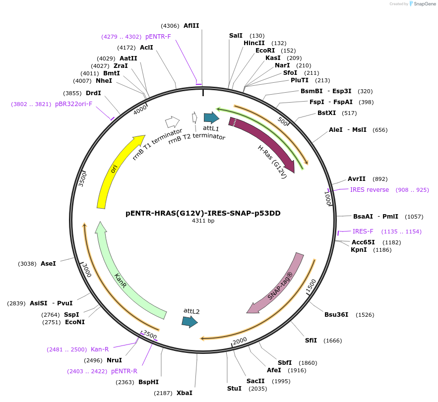 233199-plasmid-map-sequence-id-463821