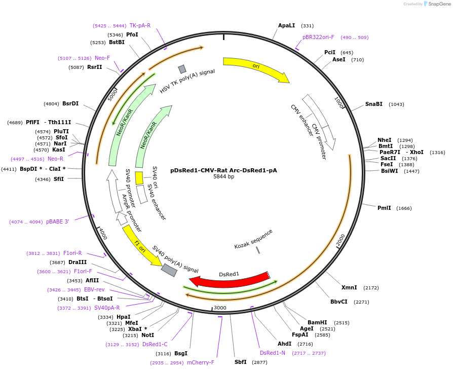 233049-plasmid-map-sequence-id-463822