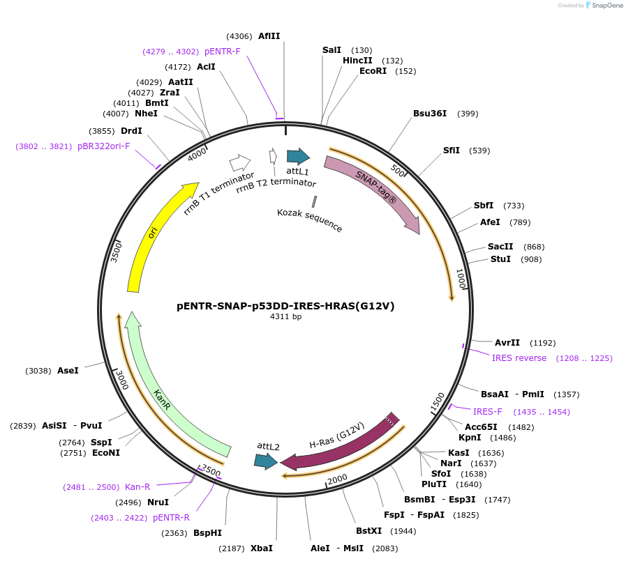 233201-plasmid-map-sequence-id-463824