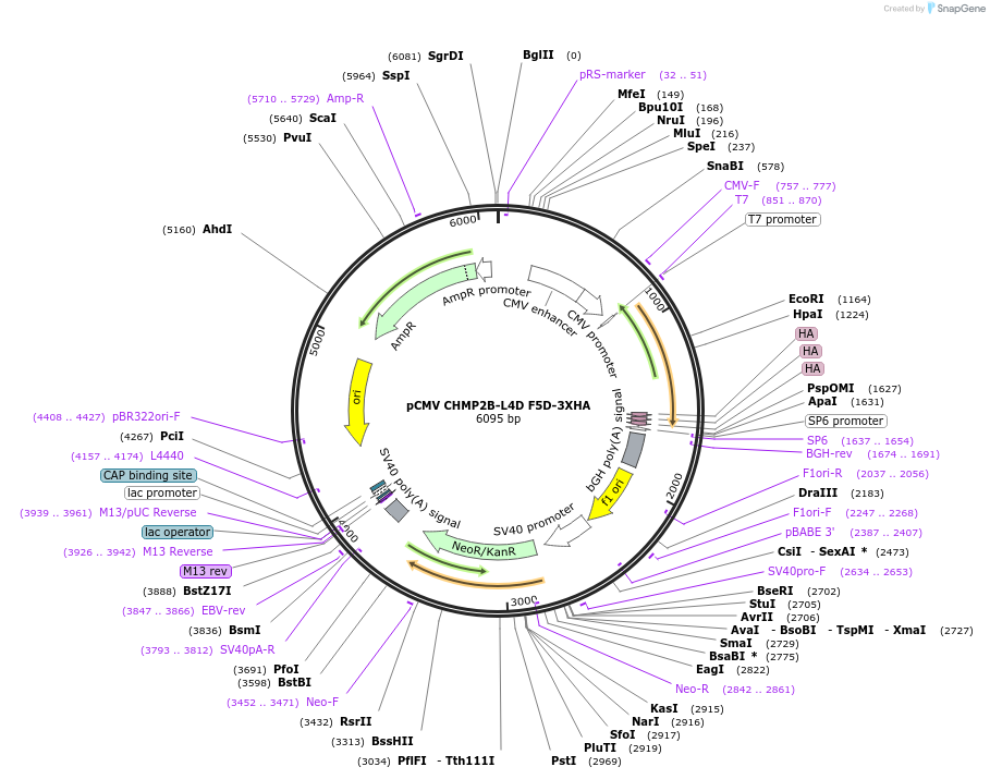 232003-plasmid-map-sequence-id-463833