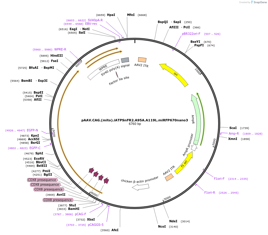 209723-plasmid-map-sequence-id-463836