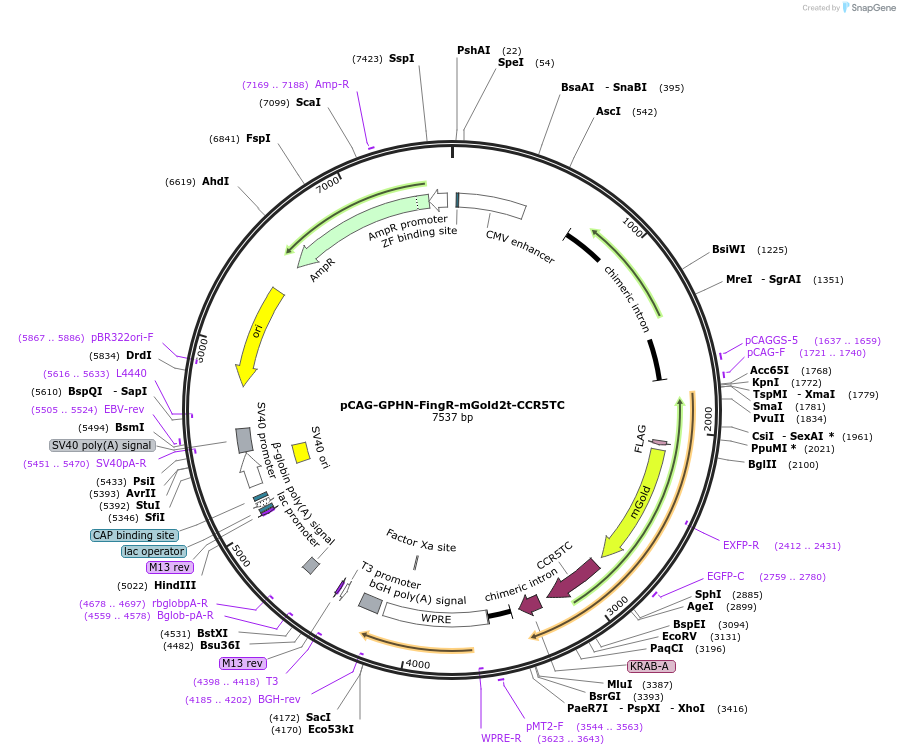 231786-plasmid-map-sequence-id-464041