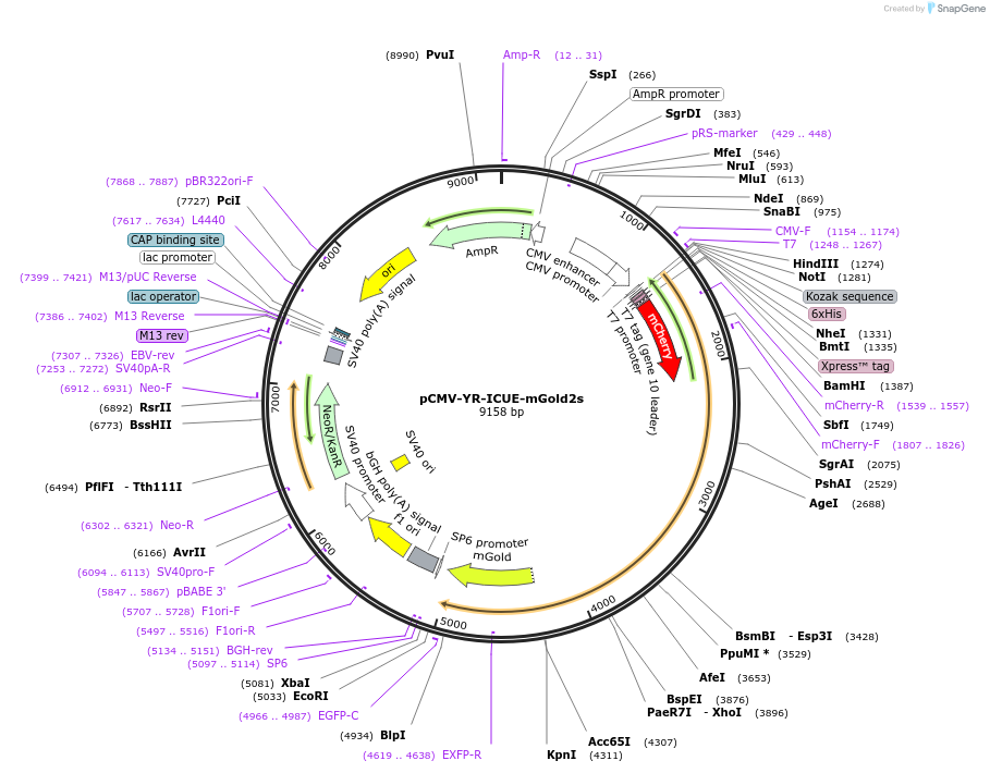 231789-plasmid-map-sequence-id-464043