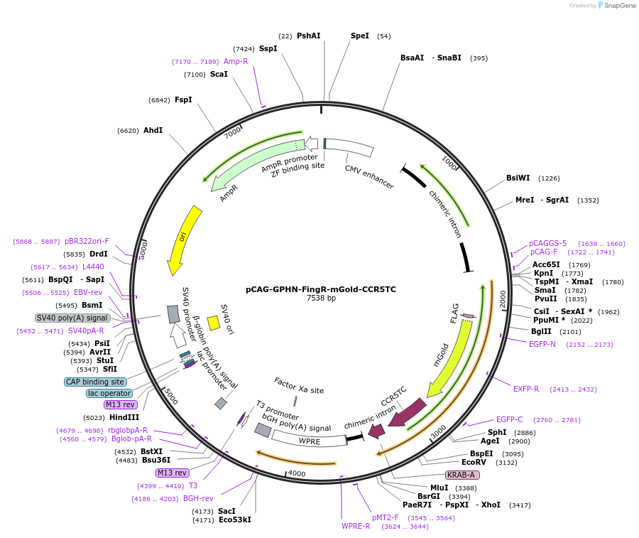 231784-plasmid-map-sequence-id-464051
