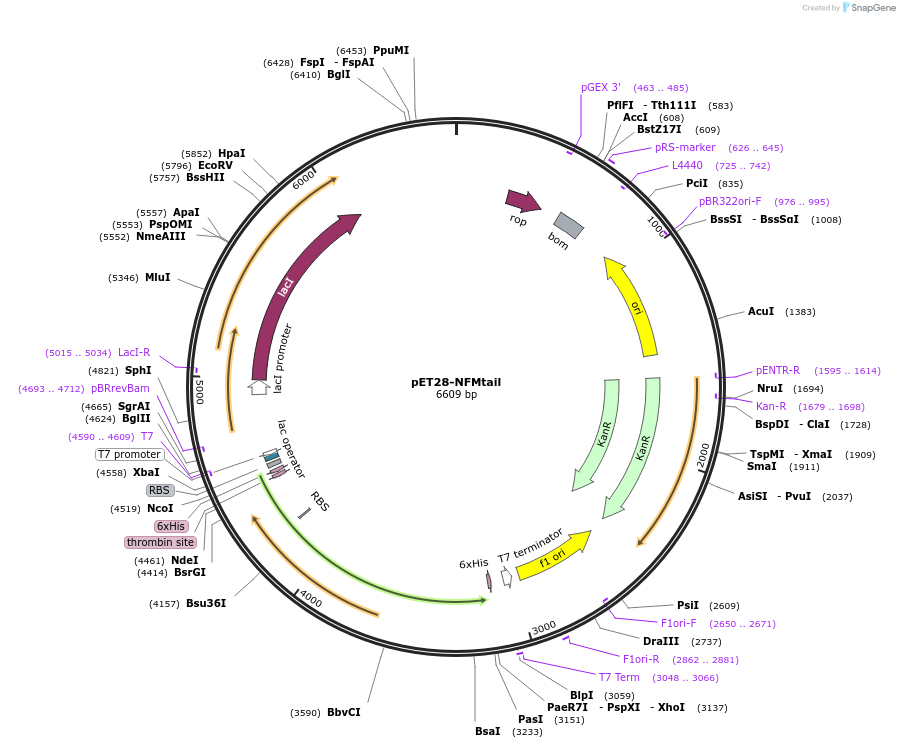 232056-plasmid-map-sequence-id-464064