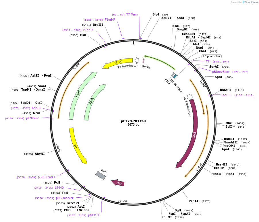 232055-plasmid-map-sequence-id-464065