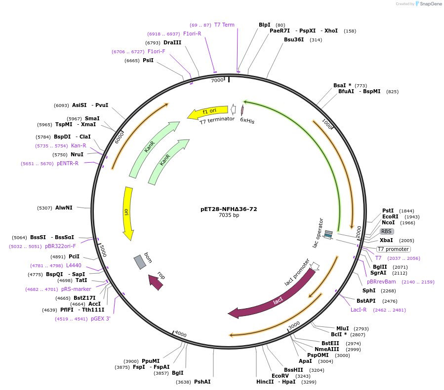 232060-plasmid-map-sequence-id-464069