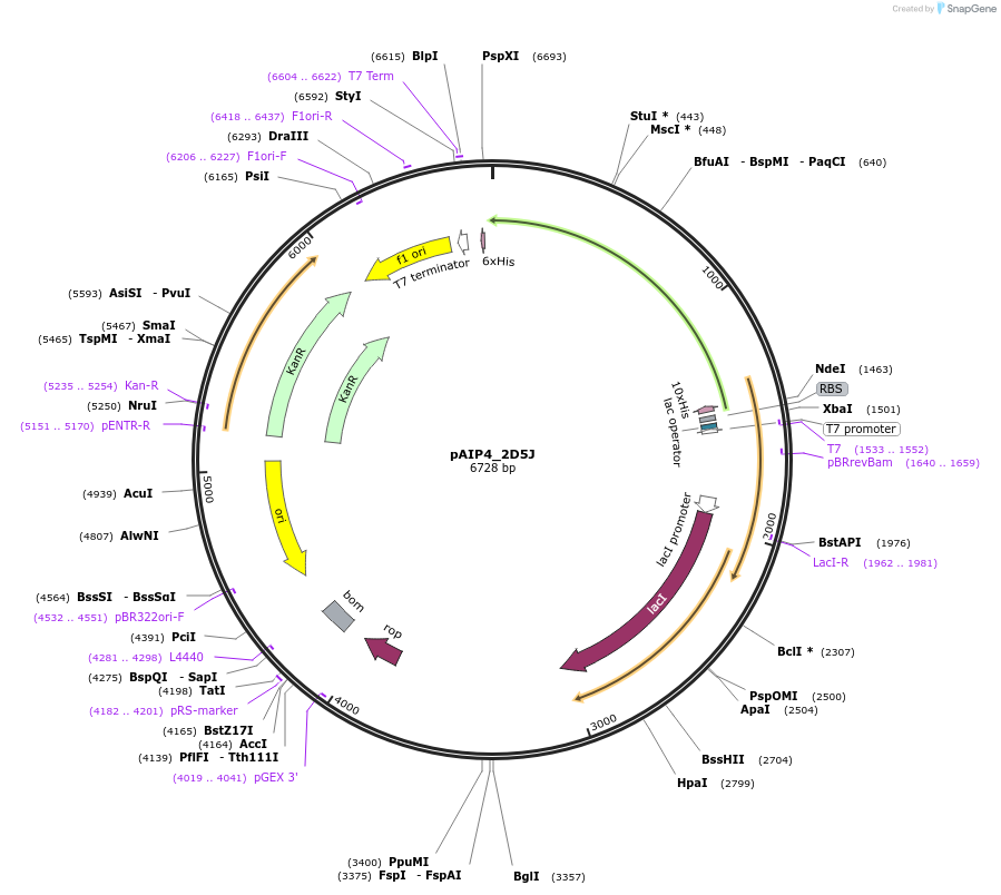 234143-plasmid-map-sequence-id-464109