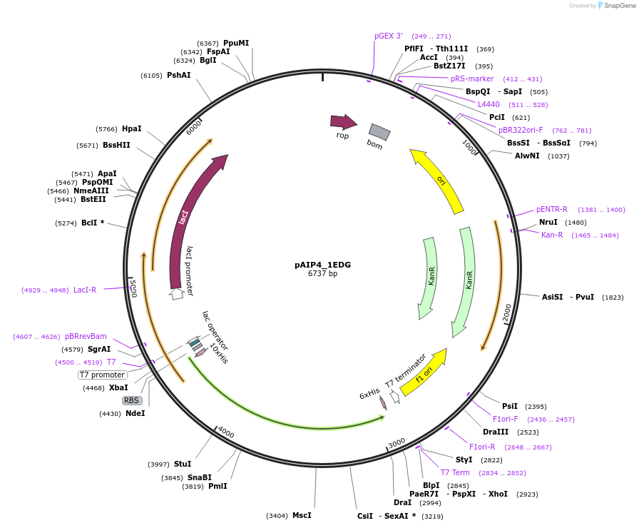 234144-plasmid-map-sequence-id-464110