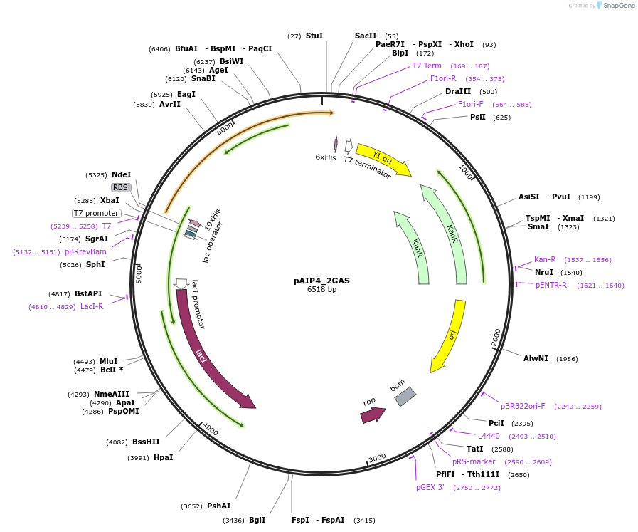 234145-plasmid-map-sequence-id-464111