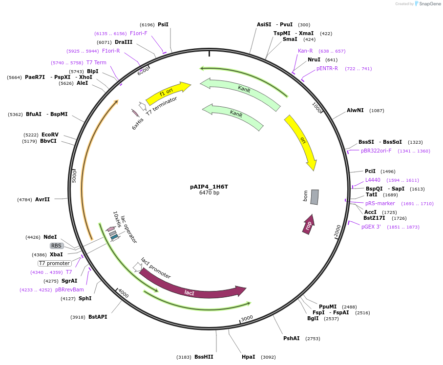 234146-plasmid-map-sequence-id-464112