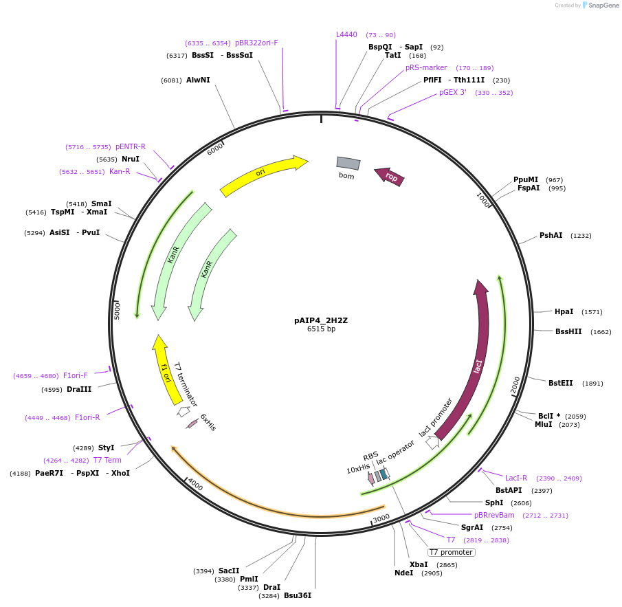 234147-plasmid-map-sequence-id-464113