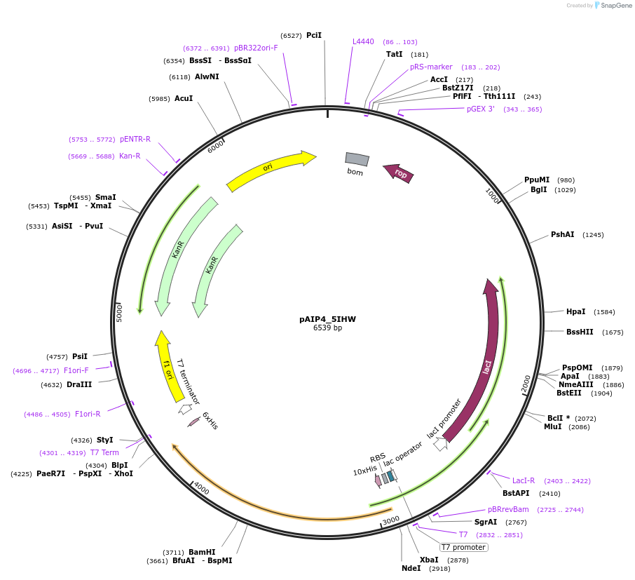 234148-plasmid-map-sequence-id-464114