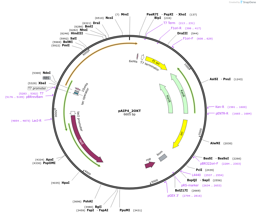 234149-plasmid-map-sequence-id-464115