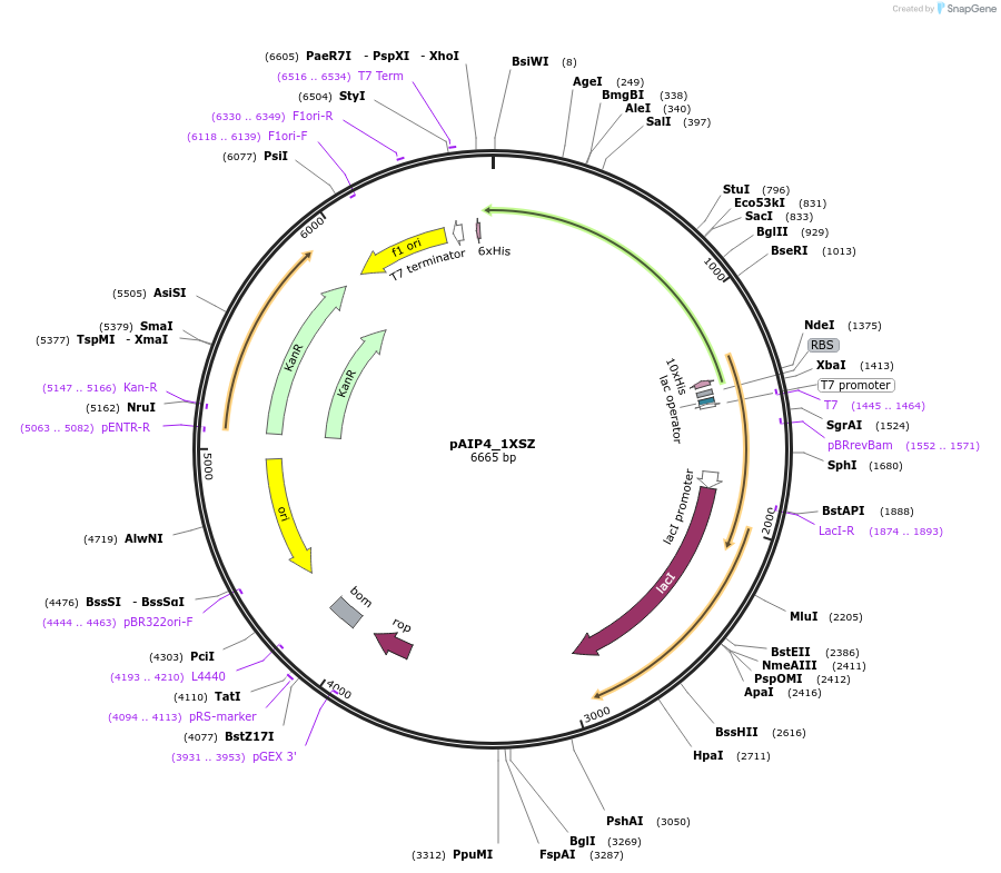 234151-plasmid-map-sequence-id-464117