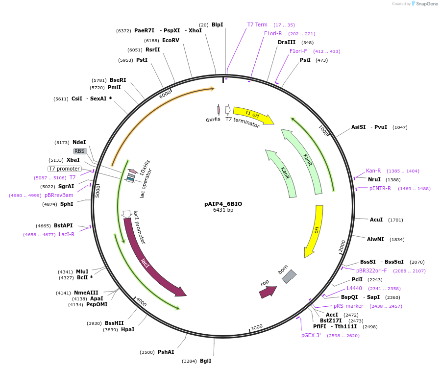 234152-plasmid-map-sequence-id-464118