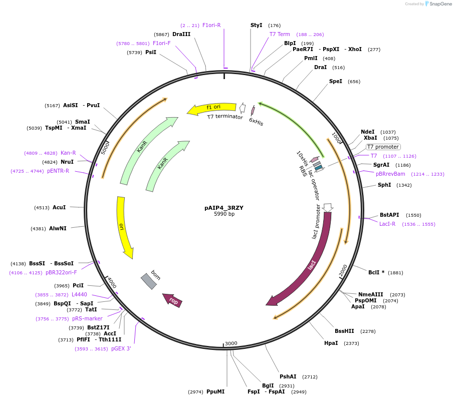234156-plasmid-map-sequence-id-464122