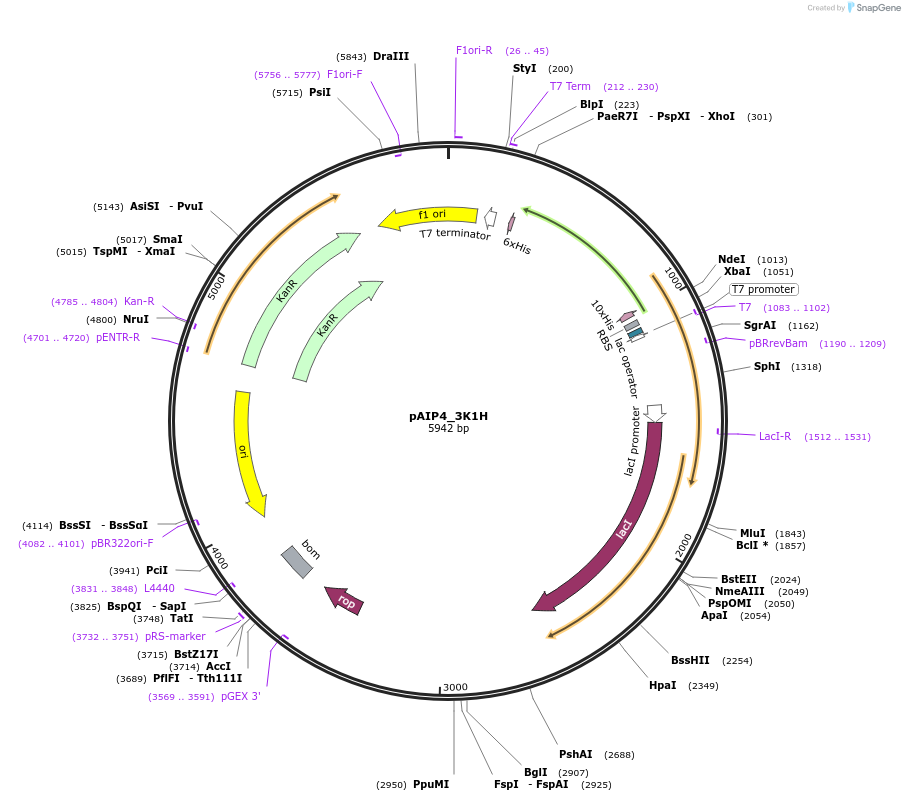 234157-plasmid-map-sequence-id-464123
