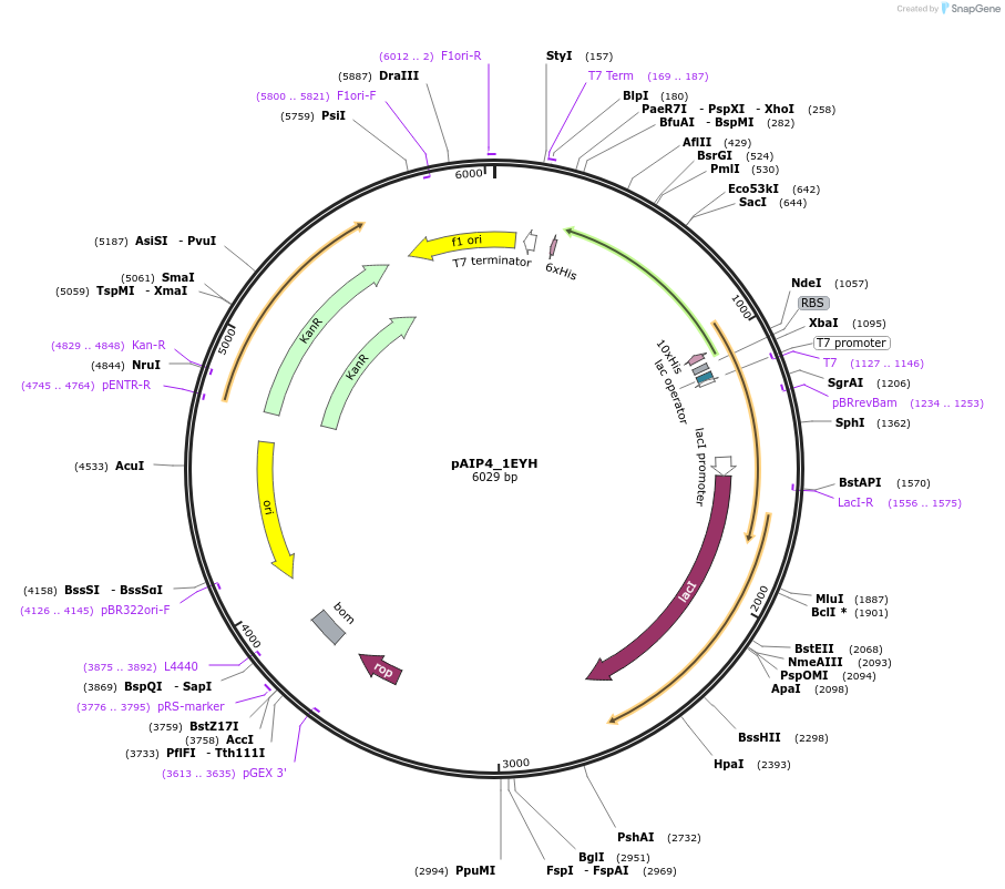 234159-plasmid-map-sequence-id-464125