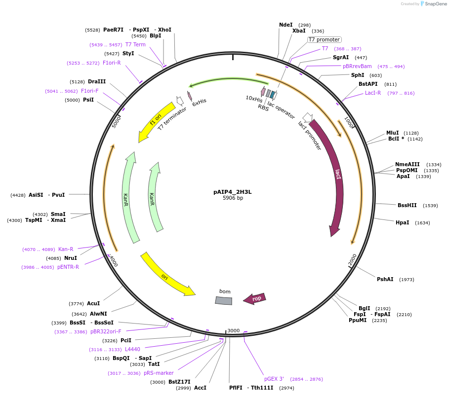 234160-plasmid-map-sequence-id-464126