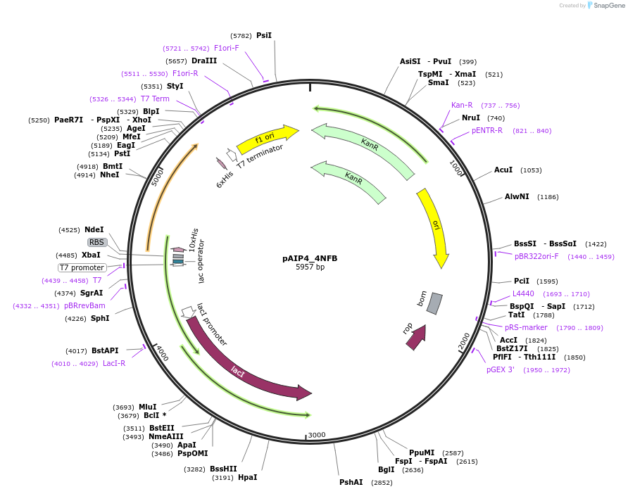 234161-plasmid-map-sequence-id-464127