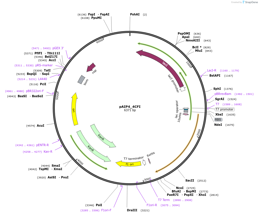 234163-plasmid-map-sequence-id-464129