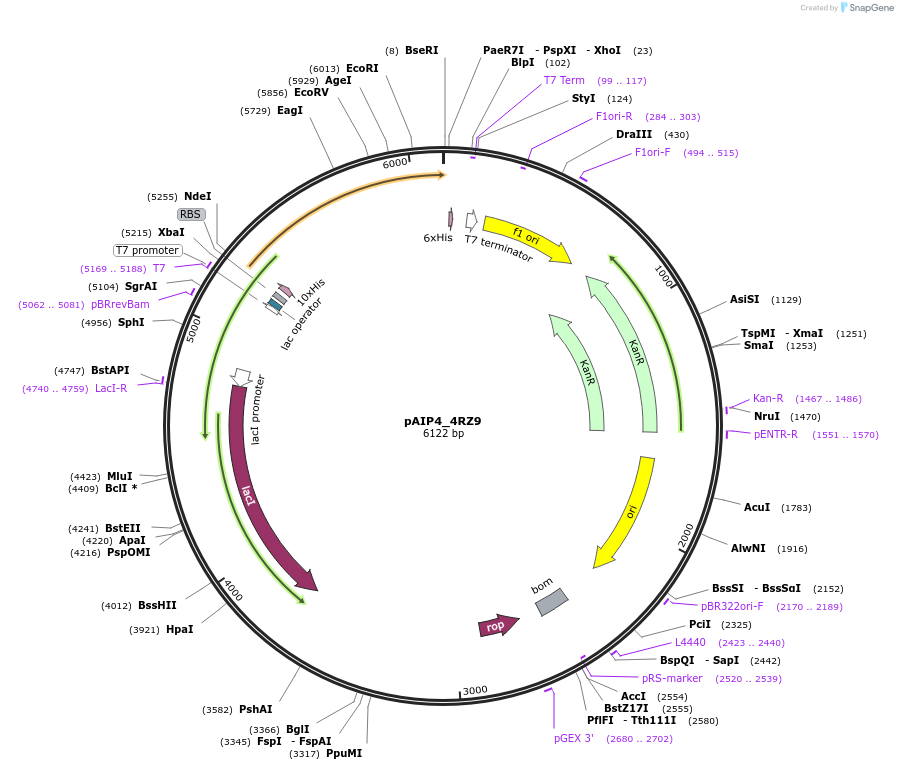234164-plasmid-map-sequence-id-464130