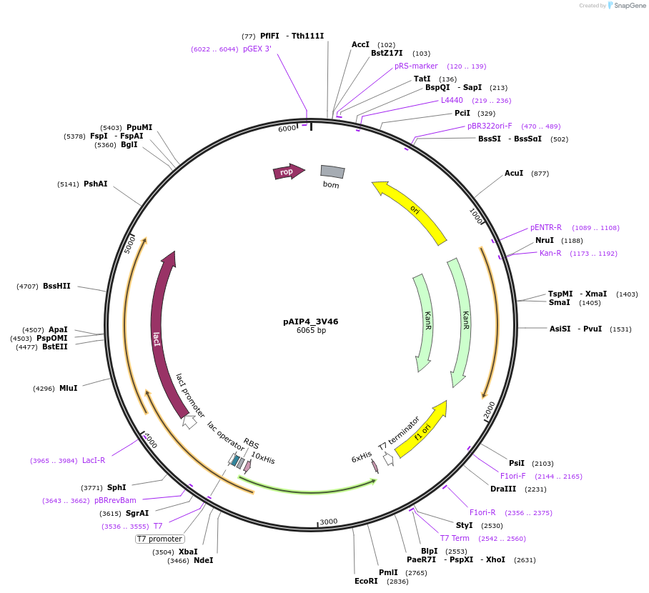 234165-plasmid-map-sequence-id-464131