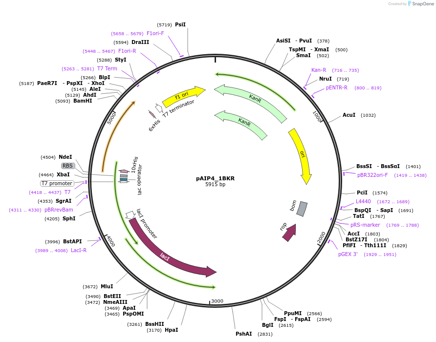 234168-plasmid-map-sequence-id-464134