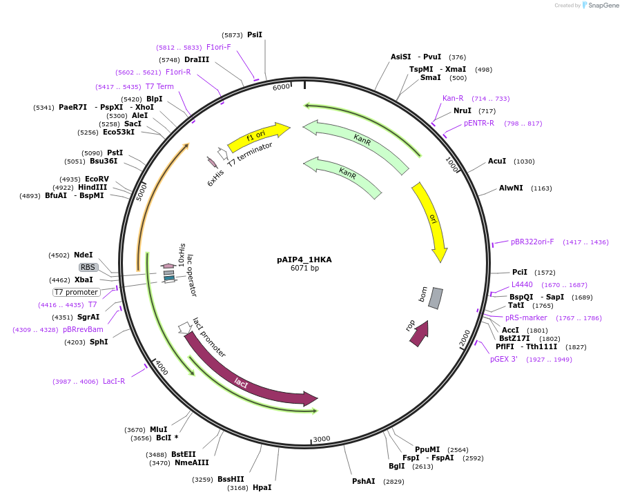 234169-plasmid-map-sequence-id-464135