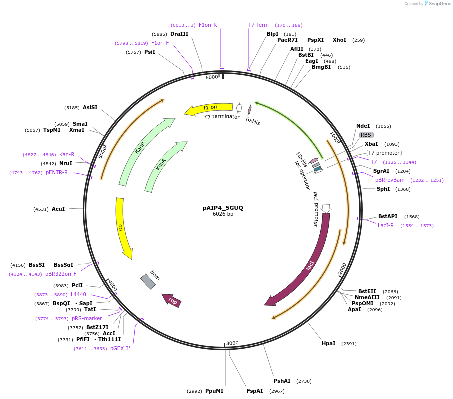 234171-plasmid-map-sequence-id-464137