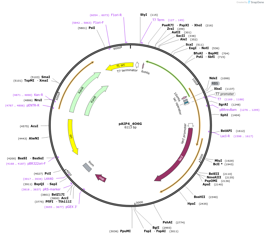 234175-plasmid-map-sequence-id-464140
