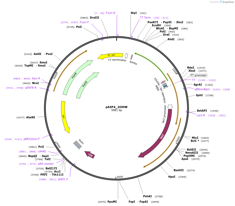 234178-plasmid-map-sequence-id-464143