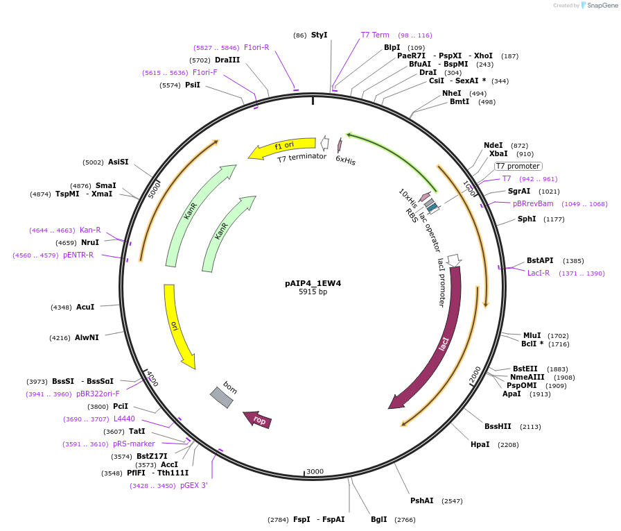 234180-plasmid-map-sequence-id-464145