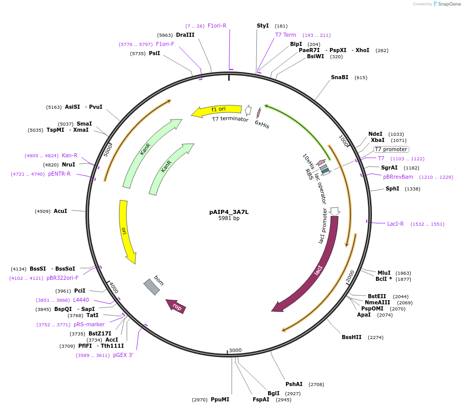 234182-plasmid-map-sequence-id-464147