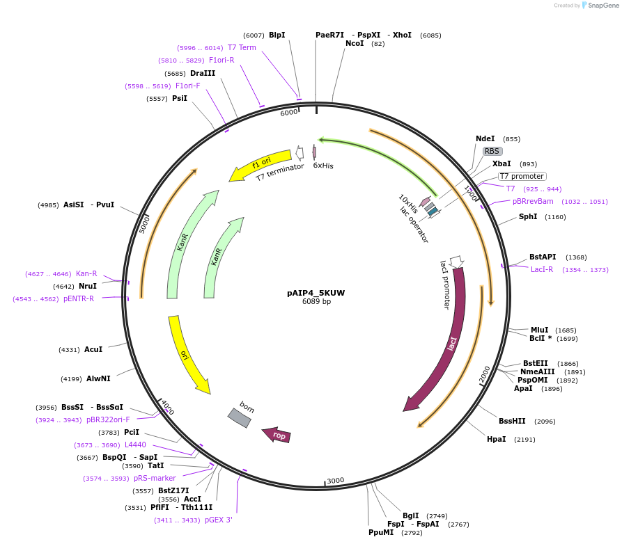 234183-plasmid-map-sequence-id-464148