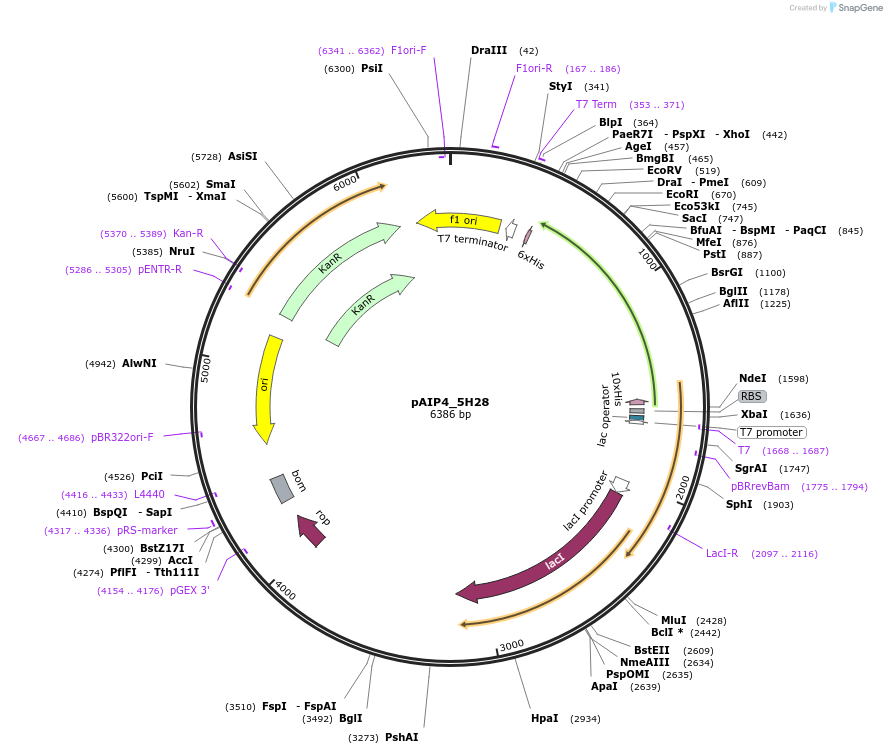 234184-plasmid-map-sequence-id-464149