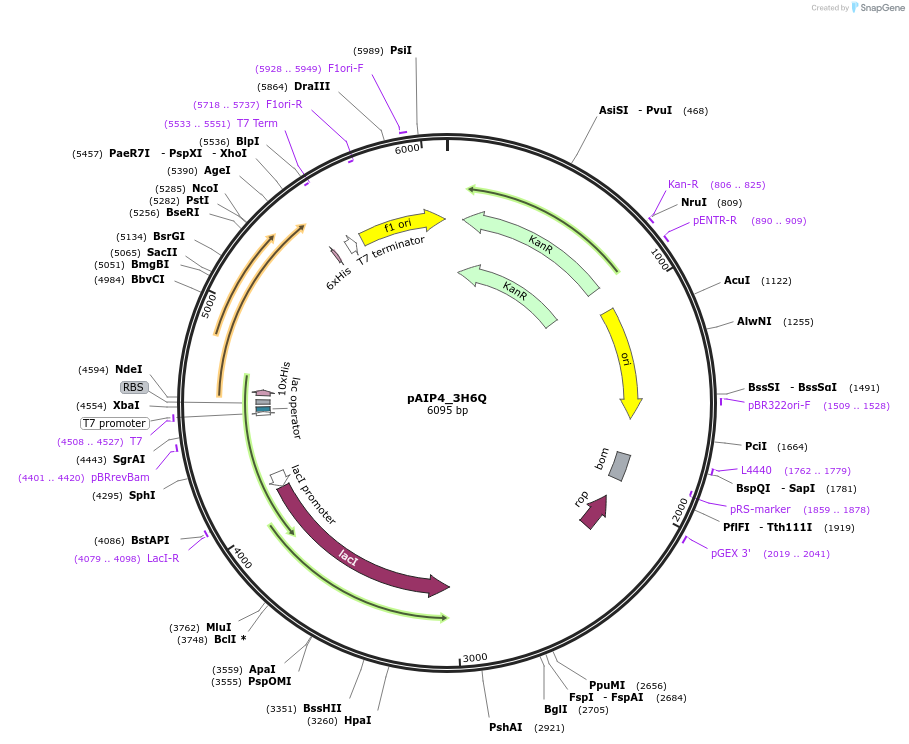 234185-plasmid-map-sequence-id-464150
